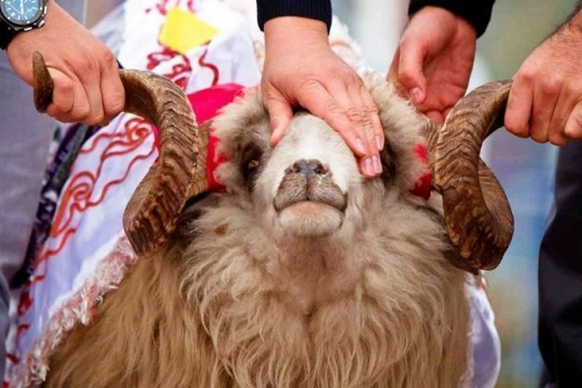 Qurban bayramında hansı heyvanları kəsmək olmaz?